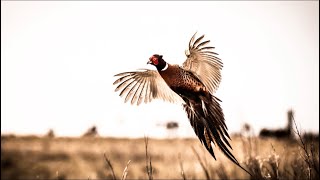 Pheasant Hunting Tips [upl. by Urbannal]