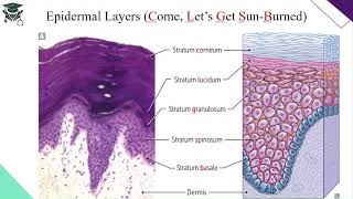 The Integumentary System  HighYield Anatomy Review Course ALPA [upl. by Akihsat]