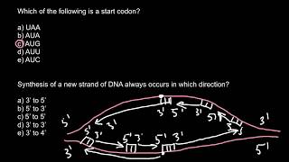 Start codon and DNA synthesis [upl. by Uird]