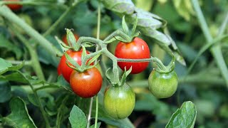 Growing Cherry Tomato in grow bag is so easy [upl. by Mas179]