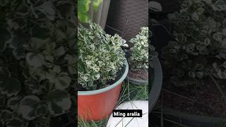 Ming aralia potts aralia gardenlover garden homegarden gardening ytshorts shots [upl. by Nnalyrehs439]