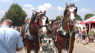 Budweiser Clydesdales at The Ohio State Fair [upl. by Tichonn]