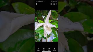 Gcam lmc camera 🌻🔥 lmc 84 config file download gcam lmc photography shorts [upl. by Merrilee419]