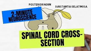 2Minute Neuroscience Spinal Cord Crosssection [upl. by Clementia269]