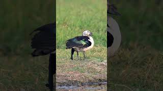 Knobbilled Duck viralreels viralshorts viralvideos birding naturelovers birds birdwatching [upl. by Ecarg874]