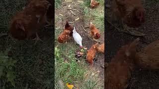 A DAY IN THE LIFE ON THE HOMESTEAD  Tending to Chickens amp Gathering Eggs [upl. by Mario842]