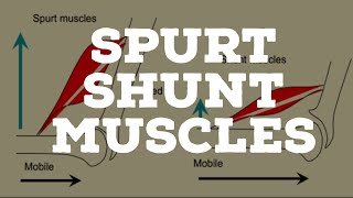 Spurt and shunt muscles [upl. by Kemme219]