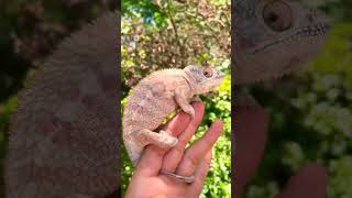 Why Chameleon Changes Colour facts shorts [upl. by Vallie]