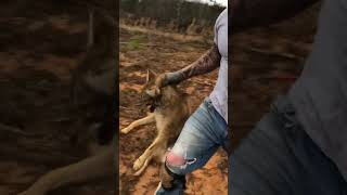 Live Market coyote trapping trapper [upl. by Aiem]