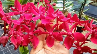 Renanthera anggrek merah cabe mudah banget perawatannya [upl. by Narah708]