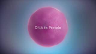 Protein synthesis process Transcription and Translation [upl. by Timoteo]