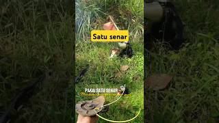 Bersihkan kebun sawit pakai 1 Senar [upl. by Nesrac173]