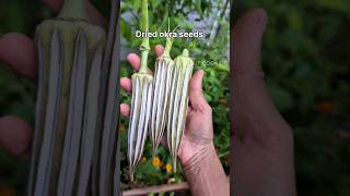 Dried okra seeds collection okra bhindi seeds garden [upl. by Akimahs]