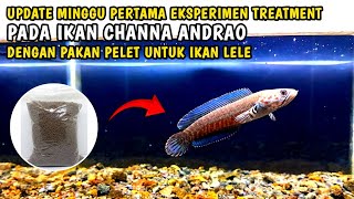 UPDATE IKAN CHANNA ANDRAO SETELAH 1 MINGGU EKSPERIMEN TREATMENT DENGAN PAKAN PELET UNTUK IKAN LELE [upl. by Piderit]