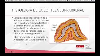 Histología Glándula suprarrenal [upl. by Rostand]