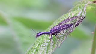 Snakefly Kamelhalsfliege [upl. by Ailb]