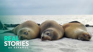 1 Hora de Naturaleza de las Islas Galápagos para Relajarse y Dormir [upl. by Rovaert244]