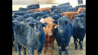 Speargrass Cattle Co 825 Angus X Steers [upl. by Orimisac]