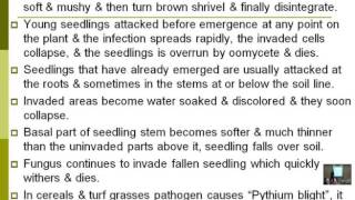 Lecture 13  Disease Ccaused By Oomycetes  Dr Rana Samara [upl. by Wolfe410]