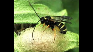 NEW SPECIES  Thibetoides aprosthemae ex cocoon Aprosthema tardum [upl. by Vala194]