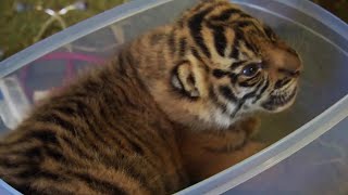 Handraising Twin Tiger Cubs  Tigers About the House  BBC Earth [upl. by Berl]