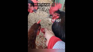 Baby Rooster Loves his Family shorts devotional cuteanimals funnyanimals love relationship [upl. by Dorris296]