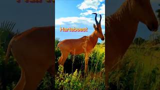 🦌🦌🦌Hartebeest in the wild bawolec hartebeest safaritrip uganda wildlife afryka nature park [upl. by Swart956]