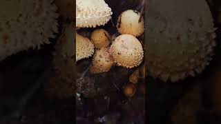 Pholiota squarrosaShaggy Scalycap mushroom fungi nature foraging food wildlife [upl. by Irodim]