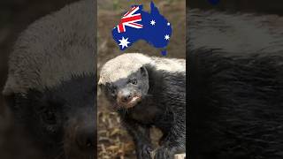 Could The Honey Badger Survive In Australia🤨 [upl. by Buseck]