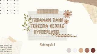 Gejala Hyperplasia pada Tanaman [upl. by Nnaeirb435]