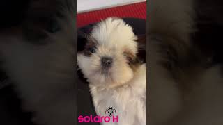 BAGNETTO SI’ O NO dog pets prodotti puppy petlover cuccioli perte groomingproducts [upl. by Alphonsine]