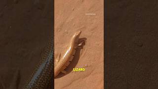 The Amazing Sandfish A Desert Marvel [upl. by Eannaj]