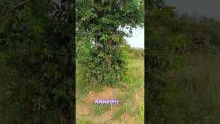 5 Acra land for sale  Hosur to 5 km  Best place in layout and company purpose 9042687955 [upl. by Felder]