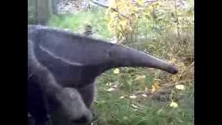 Anteater at the Calgary Zoo [upl. by Darcy]