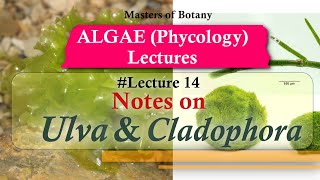 Lecture 14  Ulva and Cladophora Life Cycle Chlorophyceae  Algae Lecture Notes [upl. by Hgeilyak]