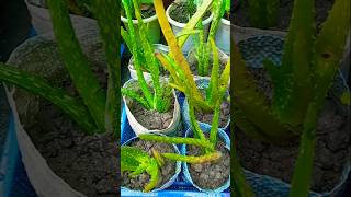 Aloe Vera plant propagation in soil trending propagation shorts [upl. by Zerlina]