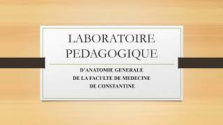 LABORATOIRE PEDAGOGIQUE DANATOMIE DE CONSTANTINE [upl. by Karrah287]