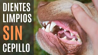 Cómo limpiar los dientes a un perro fácil y sin cepillo 🦷 ¡Fuera sarro [upl. by Teemus]