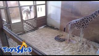 April the giraffe gives birth [upl. by Awjan]