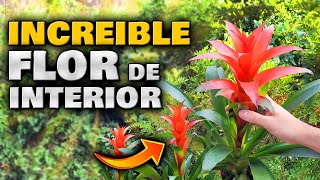 Si Tienes ESTA FLOR en CASA Tienes UN TESORO Bromelia Cuidados  Plantas de Interior con Flores [upl. by Simsar]