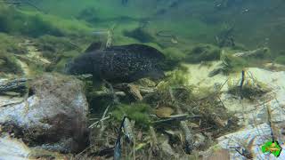 Eeltailed Catfish Tandanus tandanus Guarding its eggs Searys Creek Queensland Australia [upl. by Thanasi]