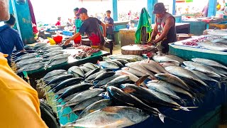 BANYAK IKAN MAHAL DI JUWAL MURAH DI PASAR INI [upl. by Lerret]