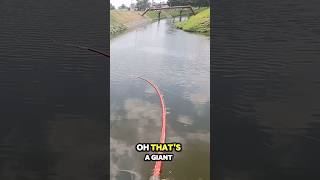 Fishing in a drainage ditch🐊 shorts [upl. by Mihe]