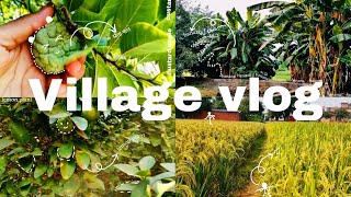 Village Greenery🌴☘️ Exploring the Amazing World of Plants in Rural Life😊 Abhijeet Vlogs [upl. by Adnamma248]