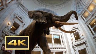 Natural History Museum New Dinosaur Exhibit Walking Tour in 4K  Washington DC [upl. by Ettezyl936]