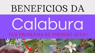 Calabura O Fruto que combate a pressão alta  Benefícios [upl. by Ellennoj]