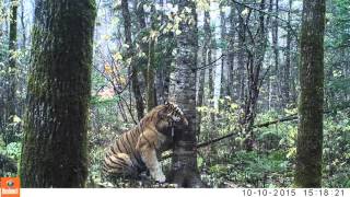 Wild Siberian Tiger in Russian Far East [upl. by Aipmylo]