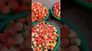 Why Pink Pineberry Strawberry is the NEXT Aesthetic [upl. by Vallie]