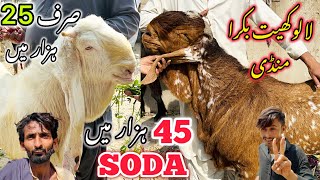 Lalukhet Bakra Mandi Latest Update  1 December 2024  Bakra Mandi [upl. by Laise83]