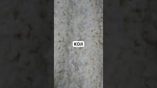 Así preparo el Aspergillus oryzae alias KOJI [upl. by Heise]